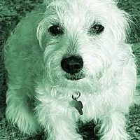 trixie maltipoo green