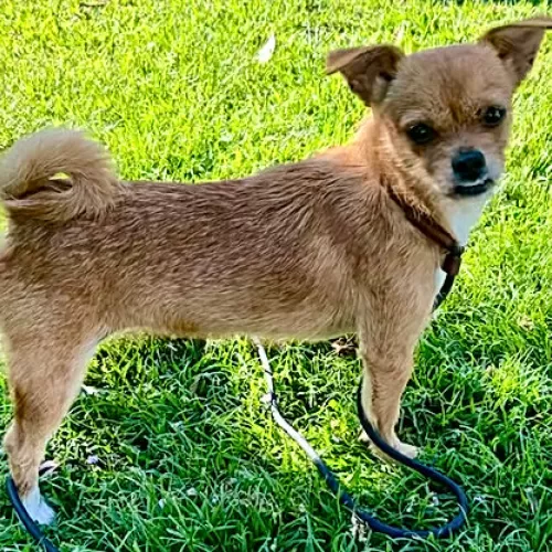 penny brussels griffon x