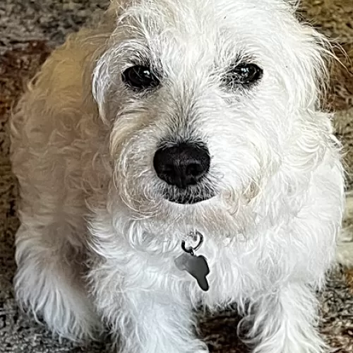 trixie maltipoo